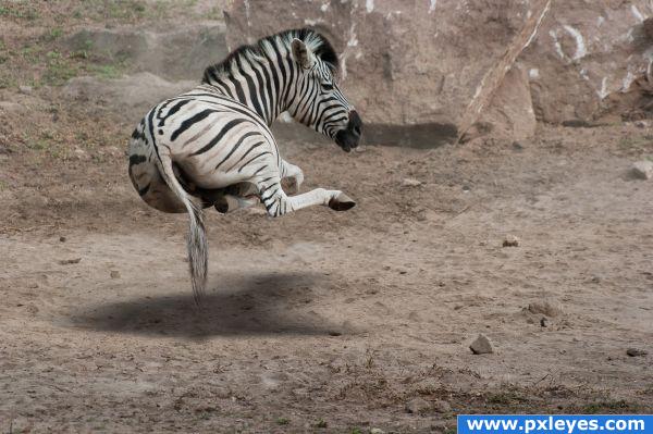 Resting Zebra